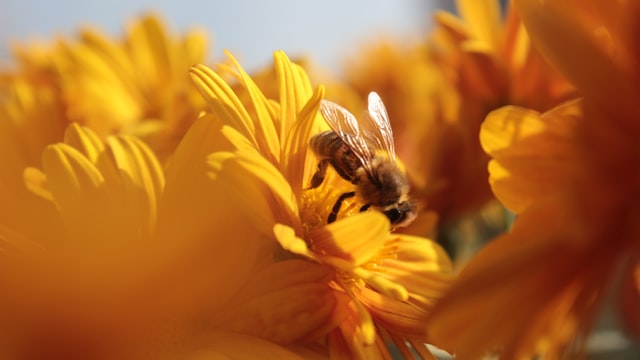 Bee friendly flower