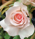 23% OFF Official Jubilee Rose at YouGarden