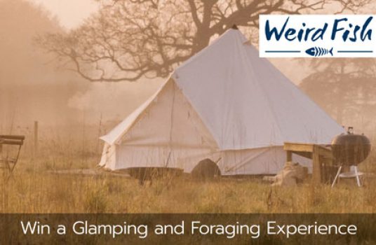 weird fish glamping and foraging competition