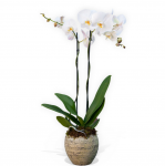Double Stemmed White Orchid