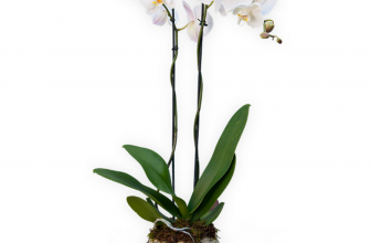 Double Stemmed White Orchid