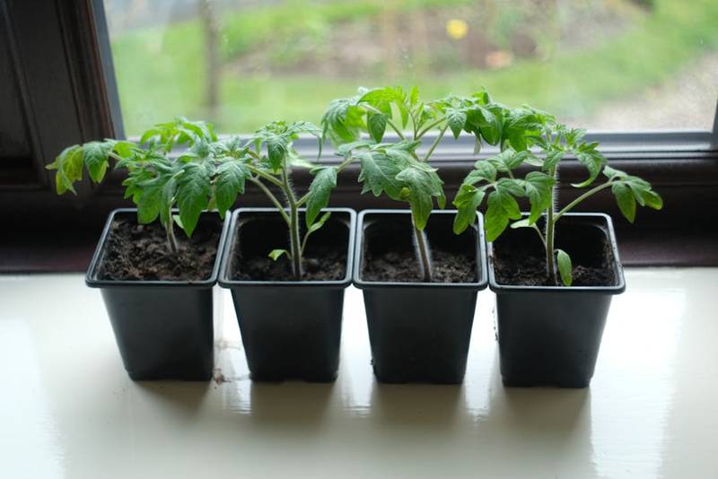 Tomato plant growing in a container pot