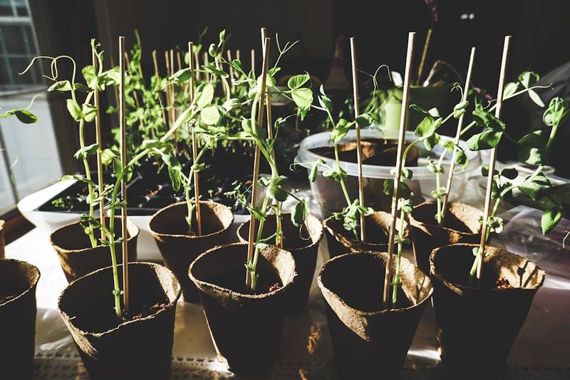 Vegetable seedlings growing in containers on a budget