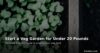 Start a vegetable garden for under 20 pounds - cheap UK gardening