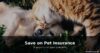 How to Save Money on Pet Insurance in 2026 – 8 Ways to Cut Your Premium
