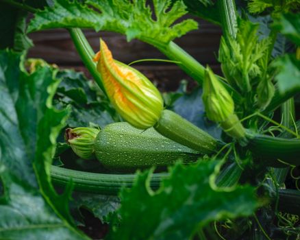Home-grown summer vegetables