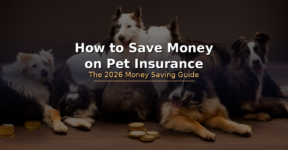 How to Save Money on Pet Insurance in the UK – 2026 Guide