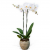 10% OFF Double Stemmed White Orchid