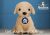 Get Your Paws On An Andrex Puppy Cuddly Toy