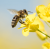 Free Rowse Honey Bee Seeds