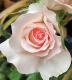 23% OFF Official Jubilee Rose at YouGarden