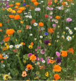 One FREE Pack of Bee Saving Seeds