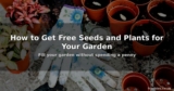 How to Get Free Seeds and Plants for Your Garden This Summer