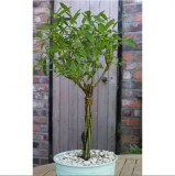 FREE Six Week Wonder Tree